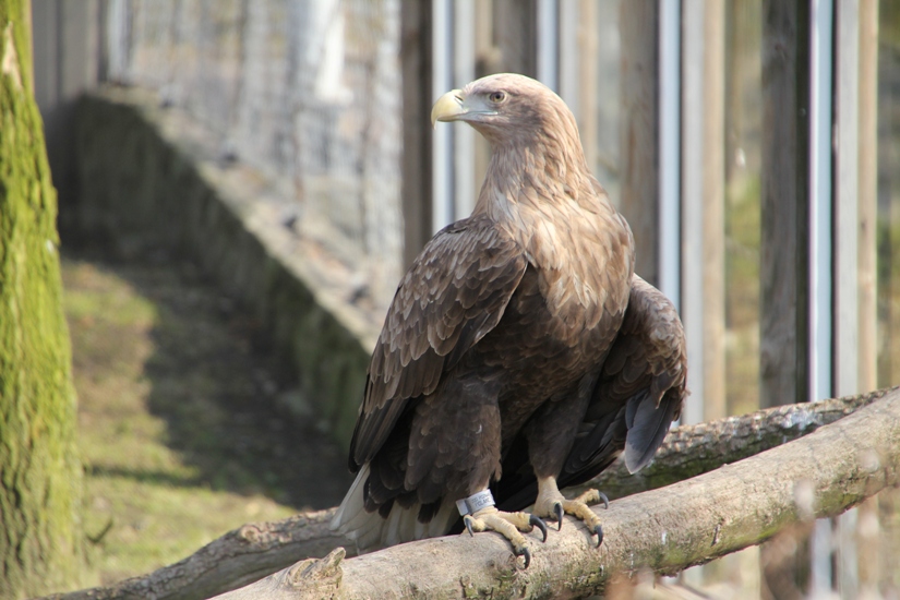 Bielik pod skrzydłami miasta Żory