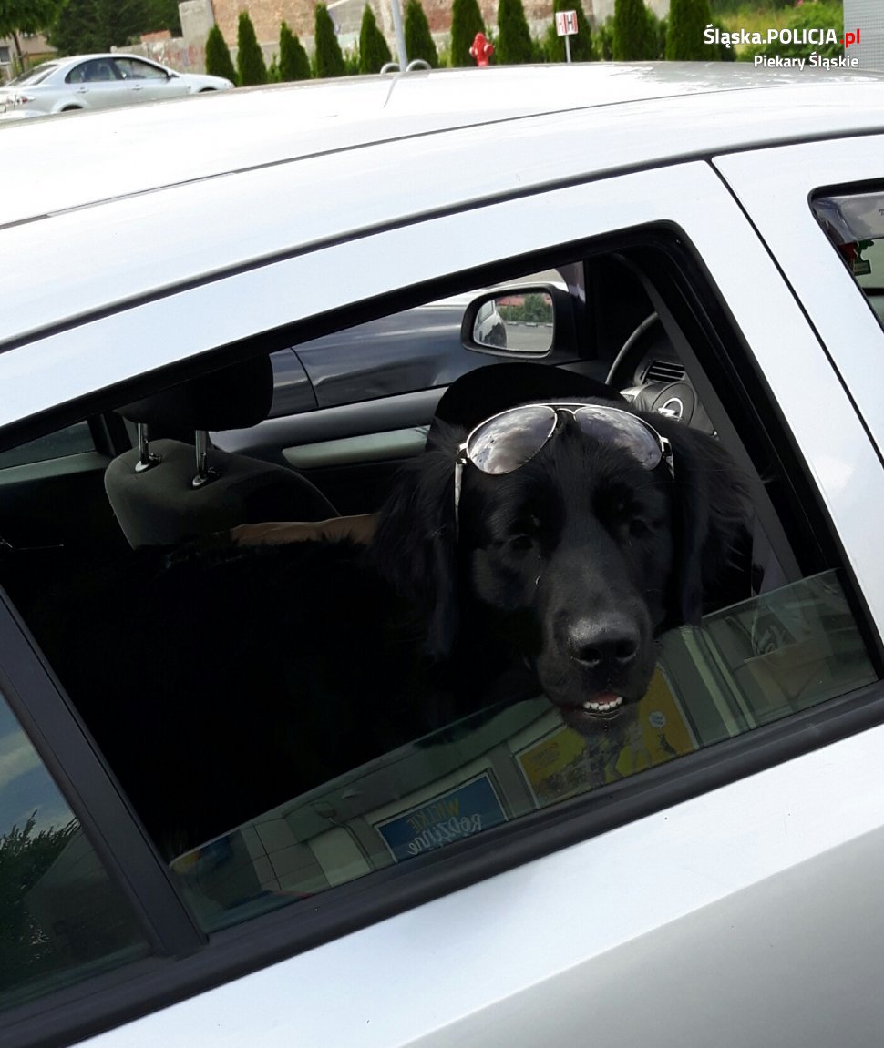 Przed wakacyjnym wyjazdem zatroszczmy się o nasze zwierzęta