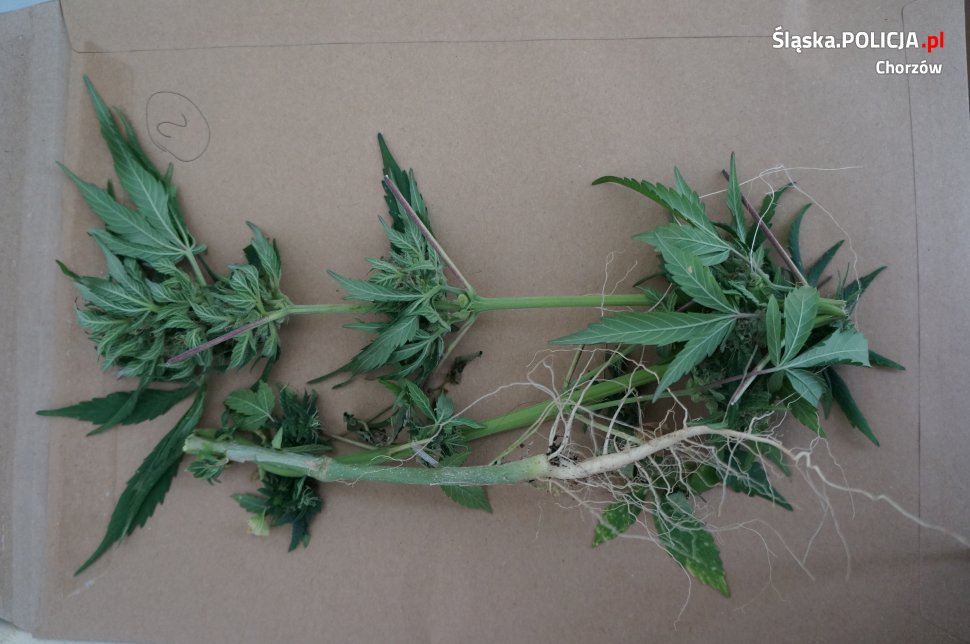 Balkonowy plantator zatrzymany