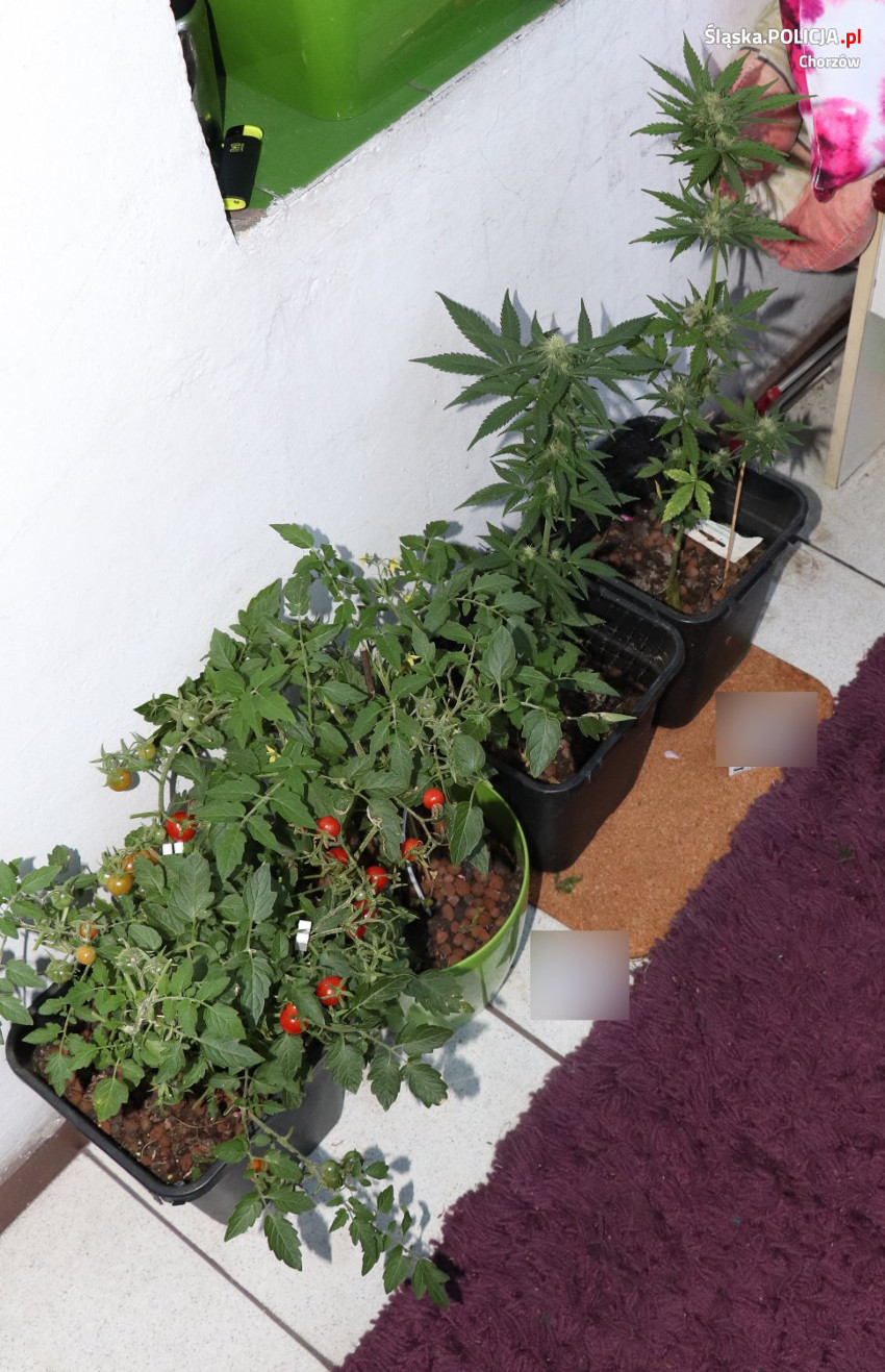 Balkonowy plantator zatrzymany