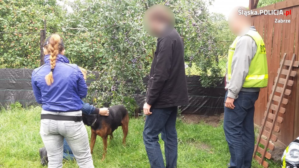 W zabrzańskim hotelu dla psów znęcano się nad zwierzętami?