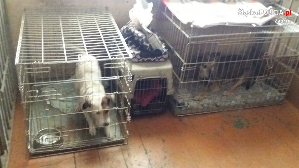W zabrzańskim hotelu dla psów znęcano się nad zwierzętami?