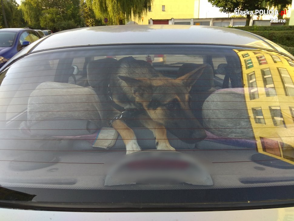 Przed wakacyjnym wyjazdem zatroszczmy się o nasze zwierzęta