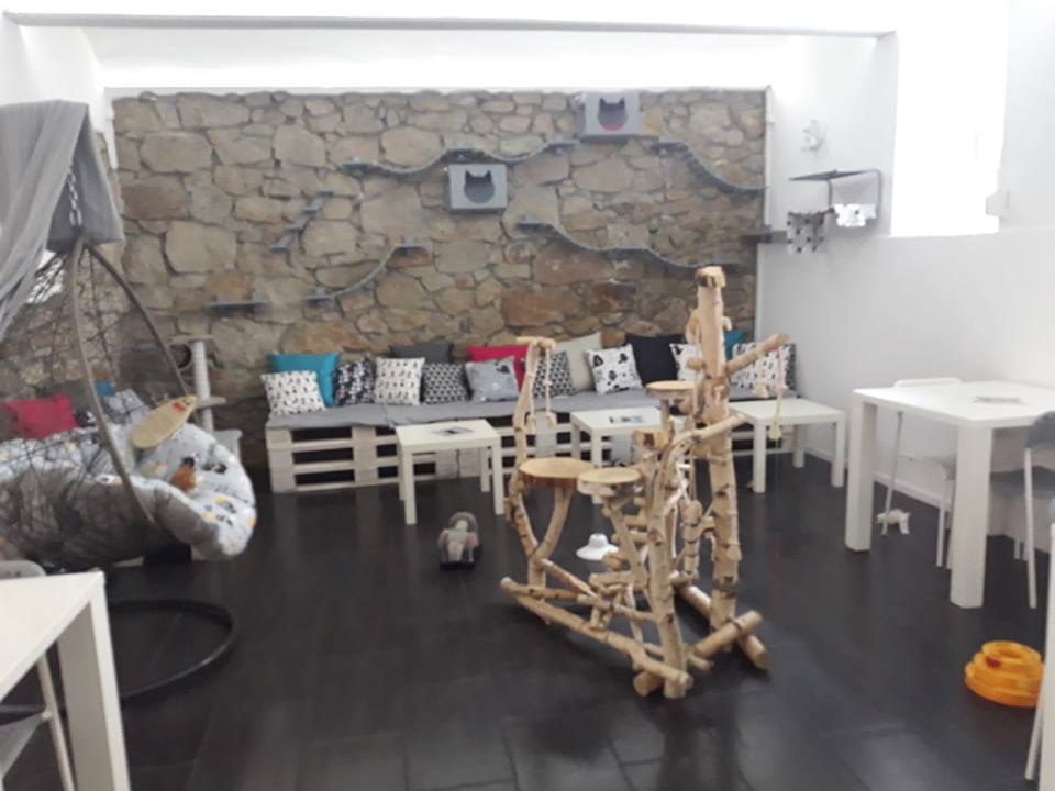 W Zabrzu powstaje Kocia Kawiarnia!