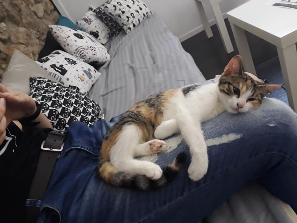 W Zabrzu powstaje Kocia Kawiarnia!