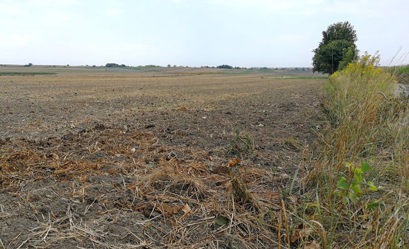 Patrole odorowe działają