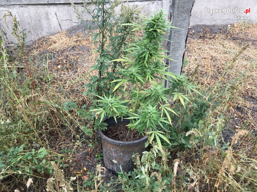 Zlikwidowali uprawę marihuany