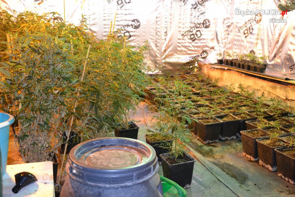 Kolejna plantacja marihuany zlikwidowana
