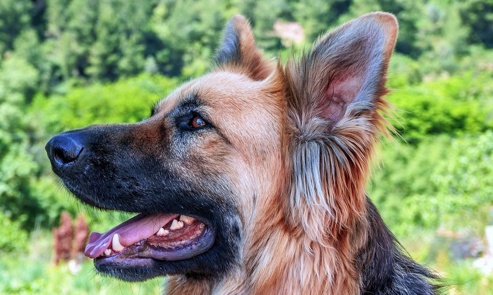 Jak odnaleźć zaginionego pupila? Przez czip!