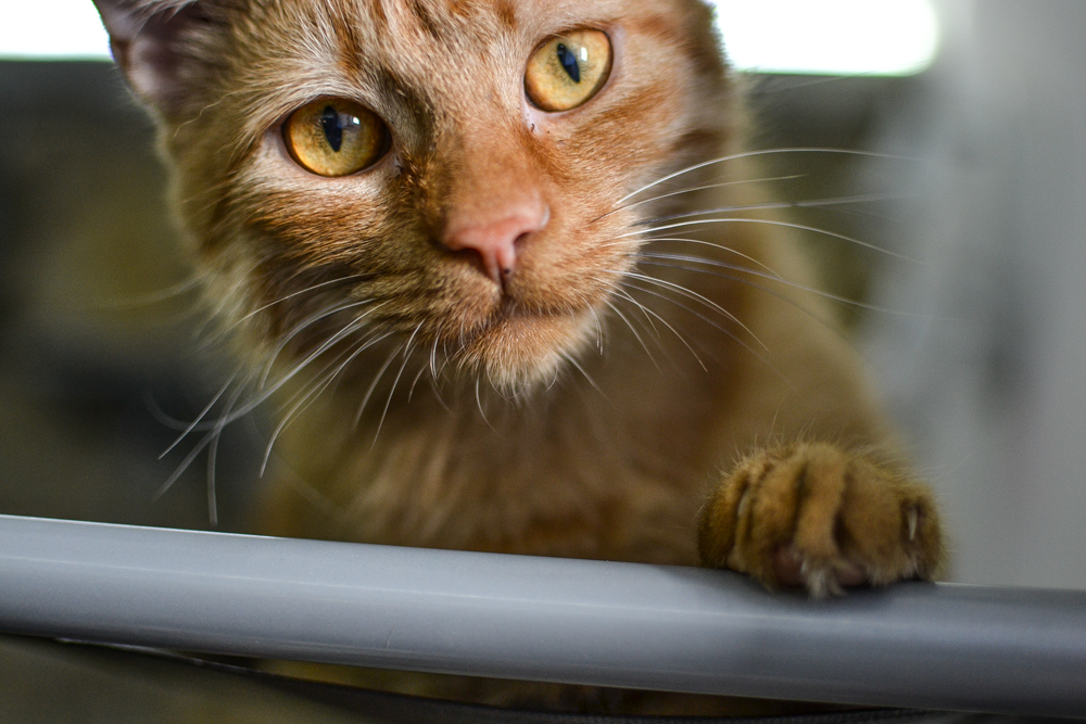 Kocia kawiarnia już działa [ZDJĘCIA]