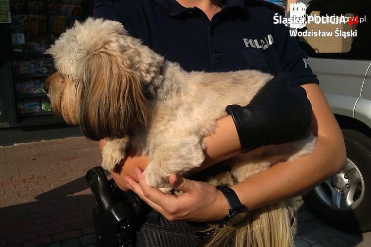 Zostawili psa w upalny dzień w samochodzie