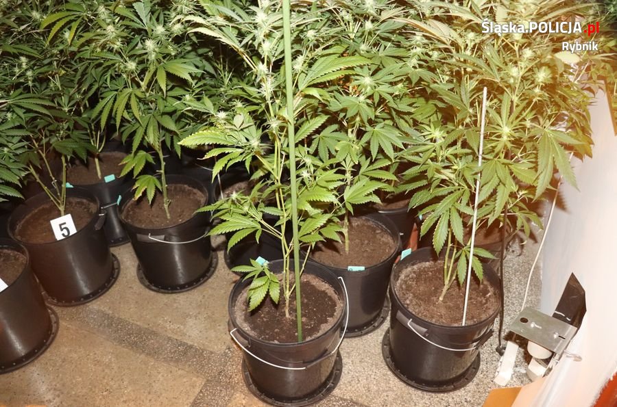 Rybniccy policjanci zlikwidowali dwie plantacje konopi