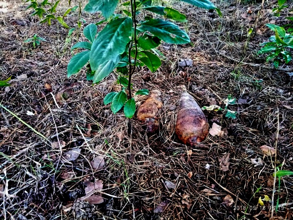 Zamiast grzybów znalazł bomby 10 niewybuchów
