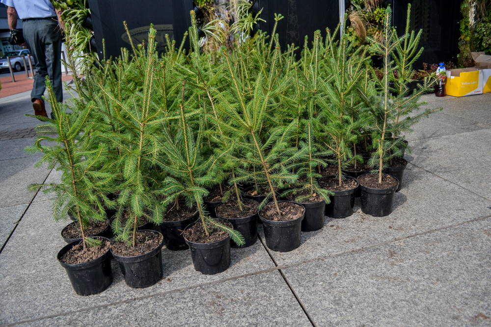 Oddaj śmieci, odbierz drzewko. Akcja na rynku!