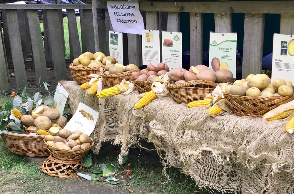 [FOTO] Kartofel rządzi… w Skansenie!