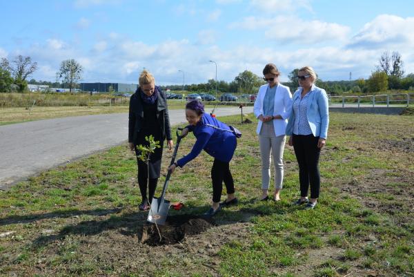 Dęby Niepodległości w zabrzańskiej strefie ekonomicznej