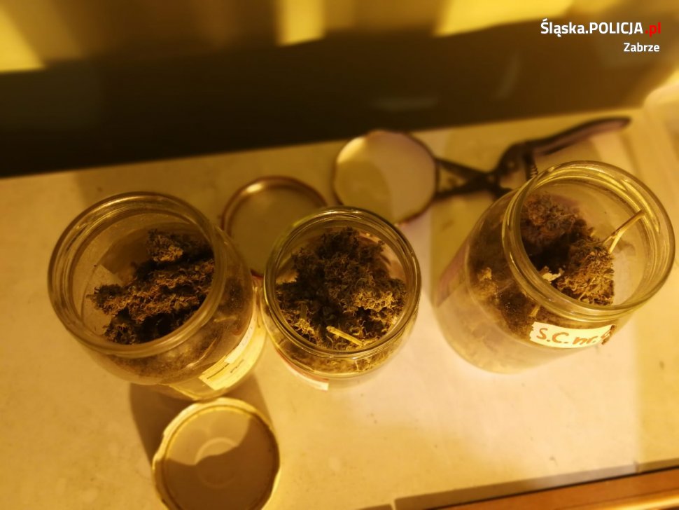 Domowa plantacja marihuany zlikwidowana
