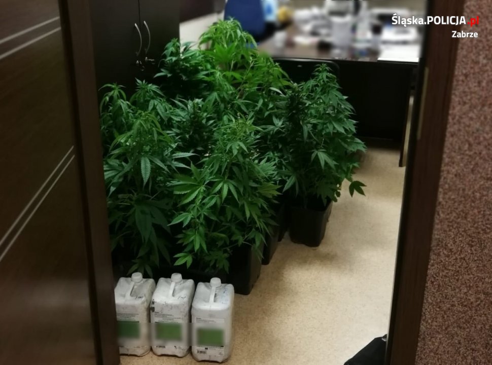 Kolejna zlikwidowana plantacja marihuany