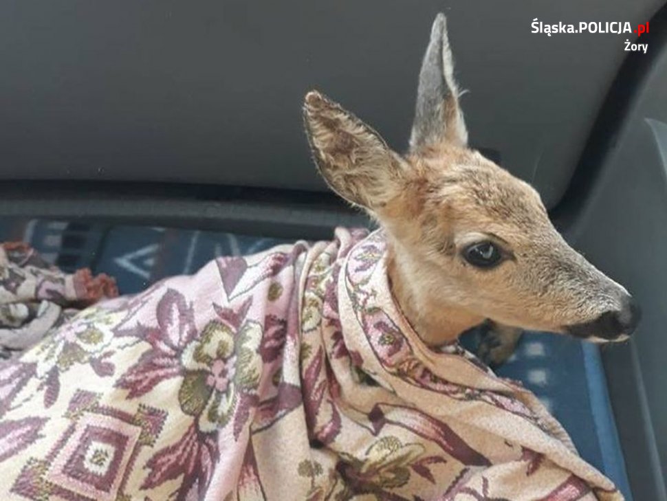 Policjant z narzeczoną uratowali czyczerpaną sarenkę