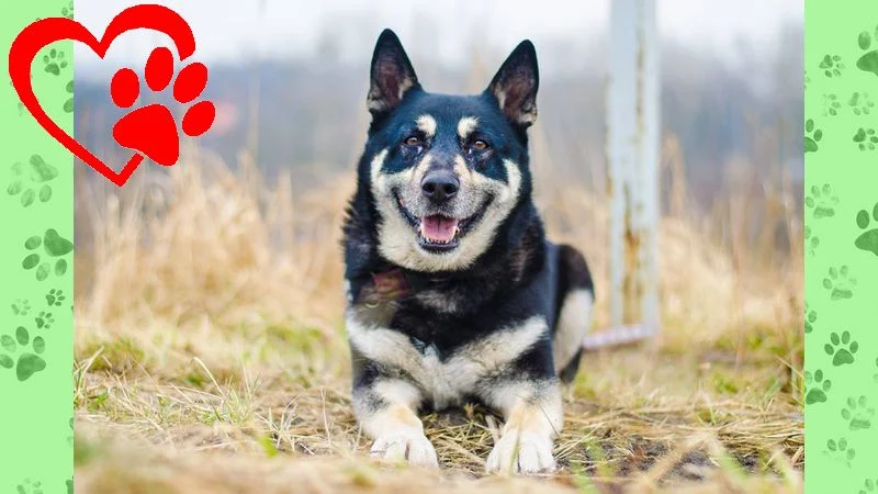 Dzisiaj obchodzimy Dzień Kundelka!