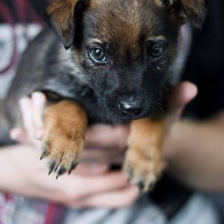 Schronisko dla zwierząt - Milowice