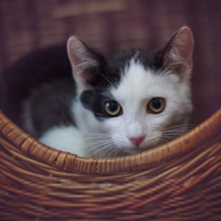 Schronisko dla zwierząt - Milowice