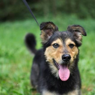 Schronisko dla zwierząt - Milowice