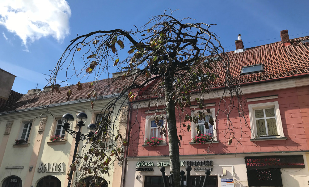 Co z drzewami na mikołowskim rynku?