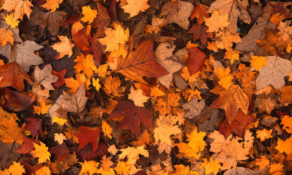 Liście i ogień – śmierdzący problem!