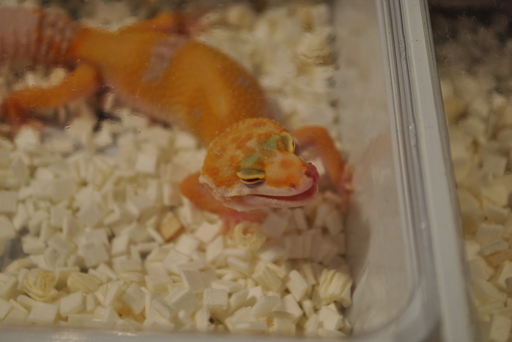 Za nami giełda terrarystyczna w CKŚ