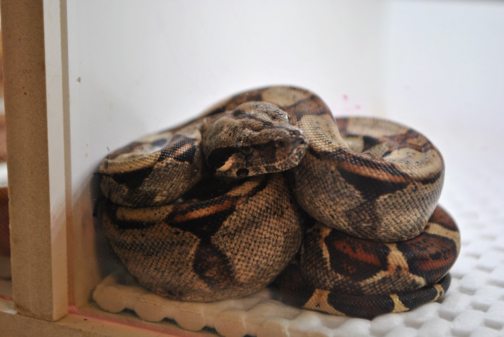 Za nami giełda terrarystyczna w CKŚ