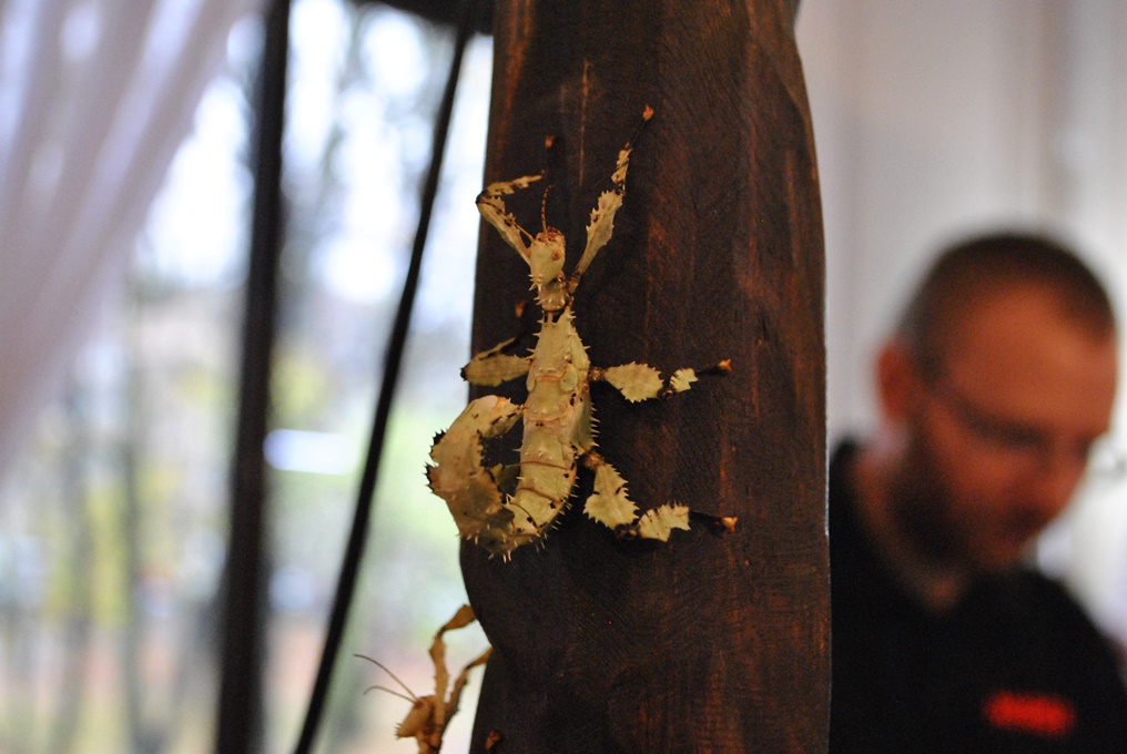 Za nami giełda terrarystyczna w CKŚ