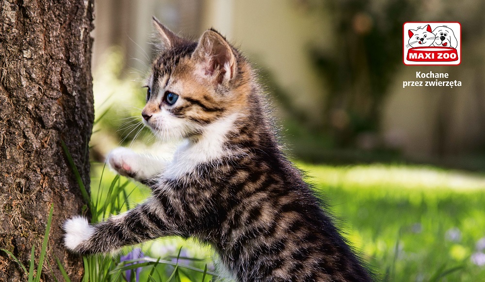 Maxi Zoo otwiera się w CH Platan w Zabrzu!