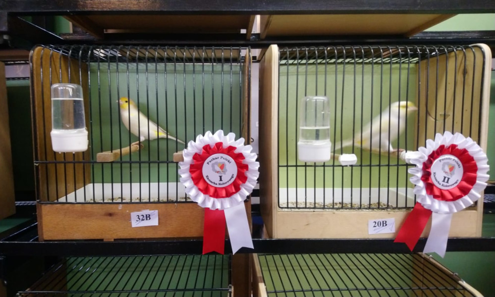 [FOTO] Mikołowianin z Pucharem Polski Kanarka Kolorowego!