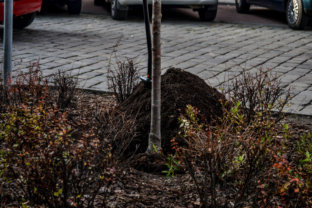 Pierwsze drzewo wCOPane