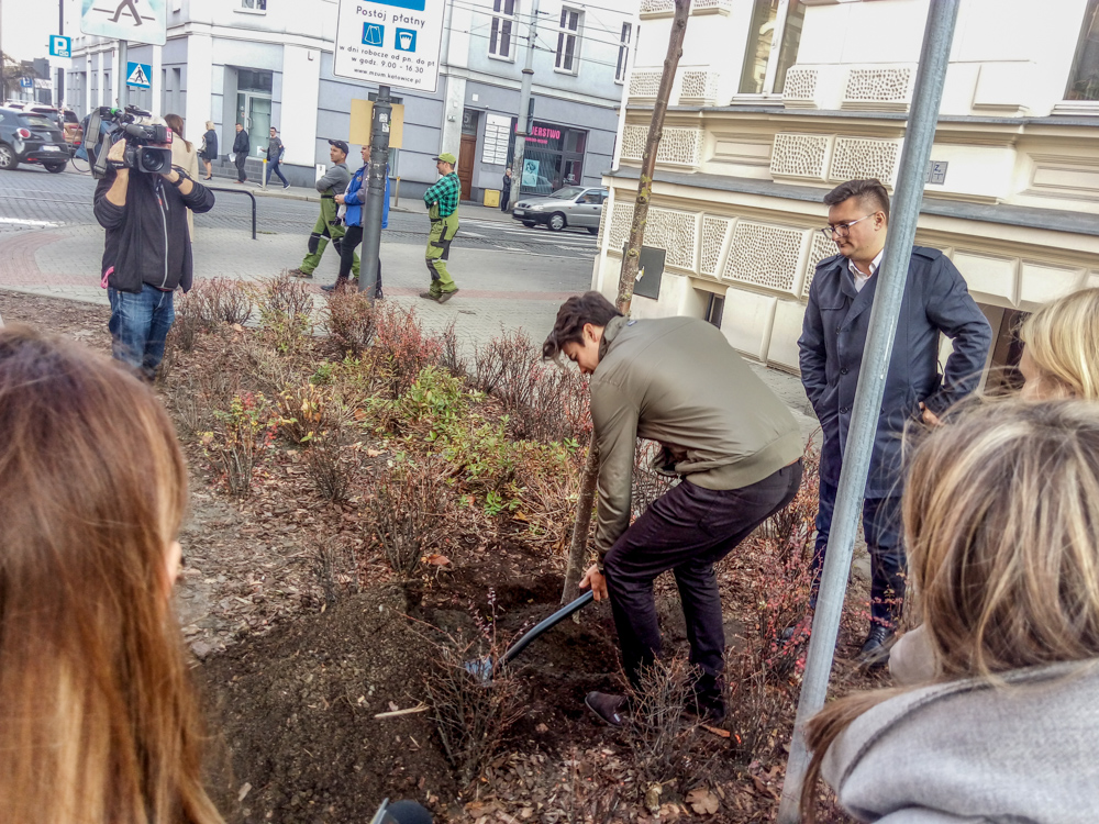 Pierwsze drzewo wCOPane