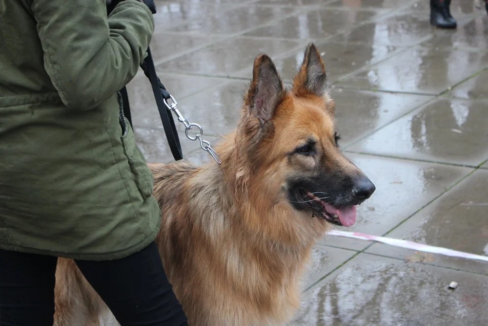 Goście na czterech łapach