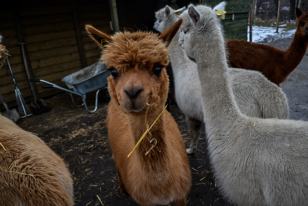 Karmiliśmy alpaki - w Kochłowicach! 3