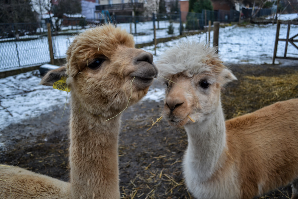Karmiliśmy alpaki - w Kochłowicach! 4