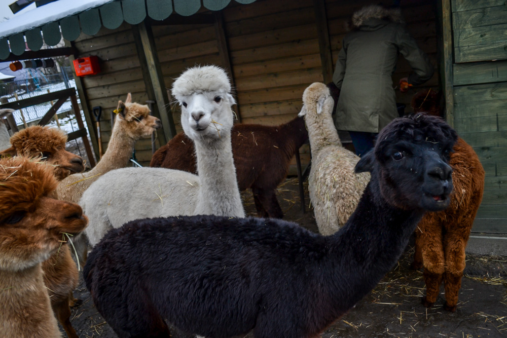 Karmiliśmy alpaki - w Kochłowicach! 5