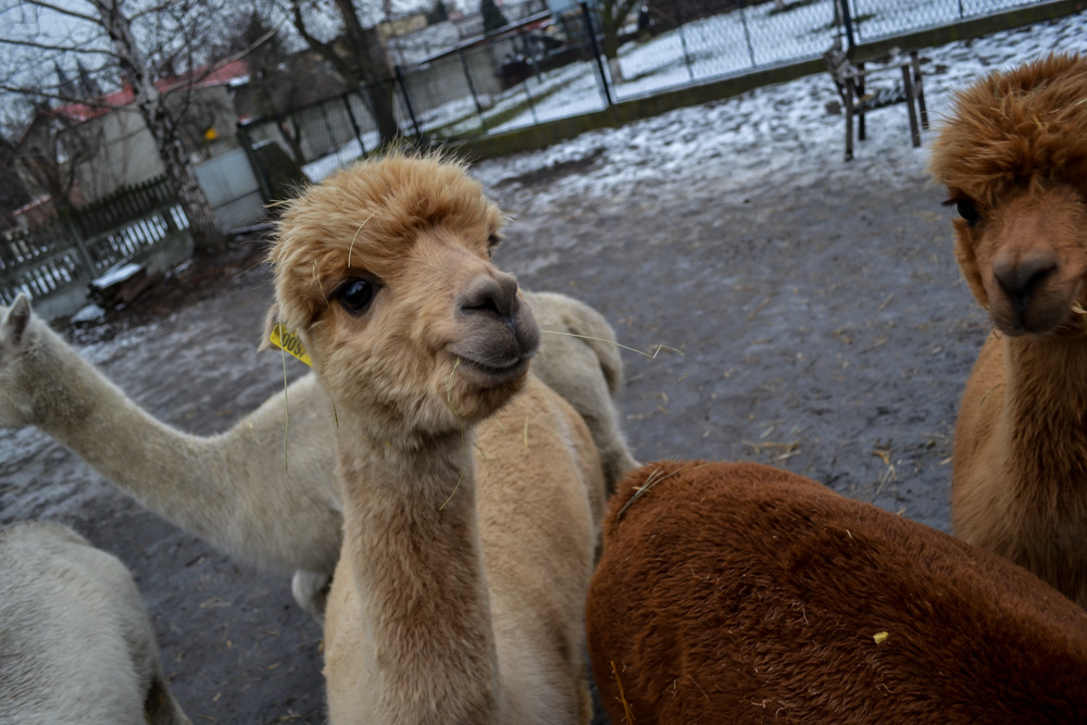 Karmiliśmy alpaki - w Kochłowicach! 6