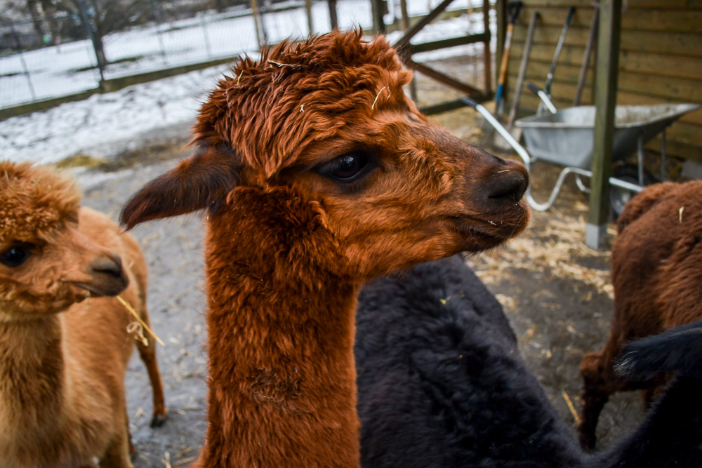 Karmiliśmy alpaki - w Kochłowicach! 8
