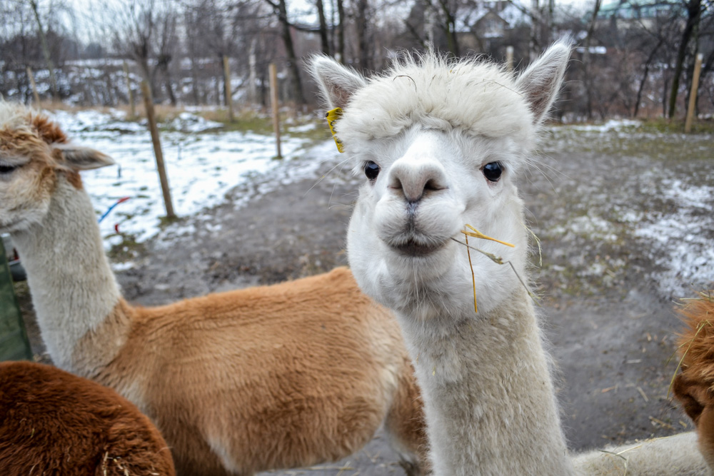 Karmiliśmy alpaki - w Kochłowicach! 10