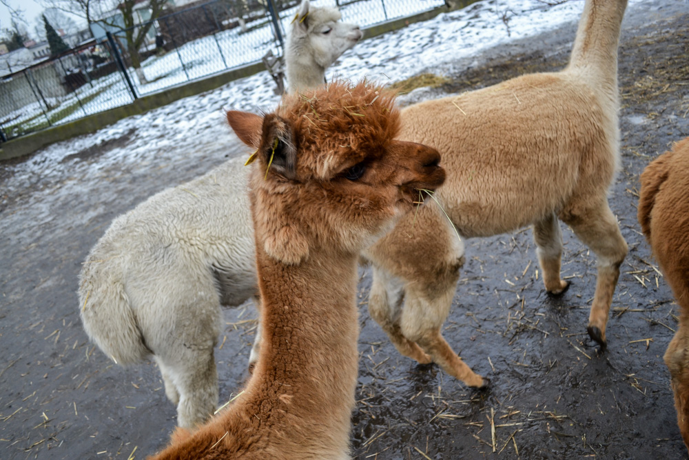 Karmiliśmy alpaki - w Kochłowicach! 11