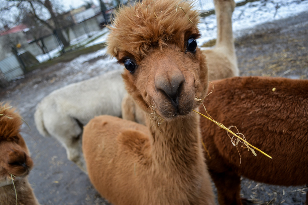 Karmiliśmy alpaki - w Kochłowicach! 12