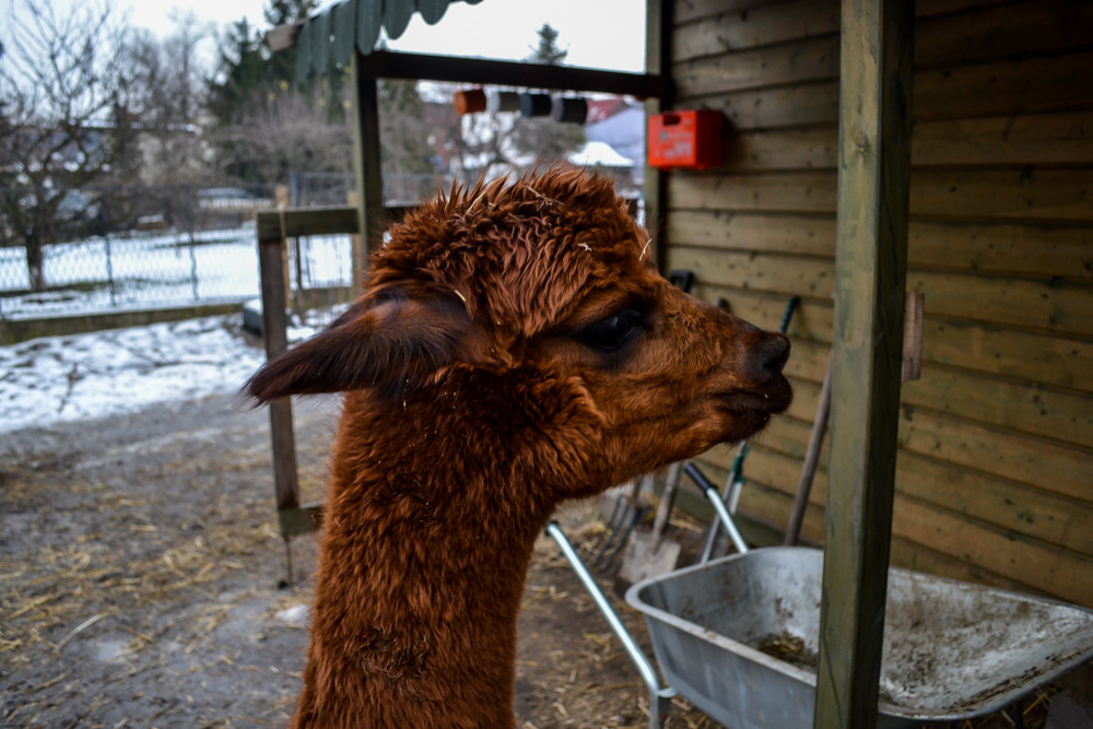 Karmiliśmy alpaki - w Kochłowicach! 13