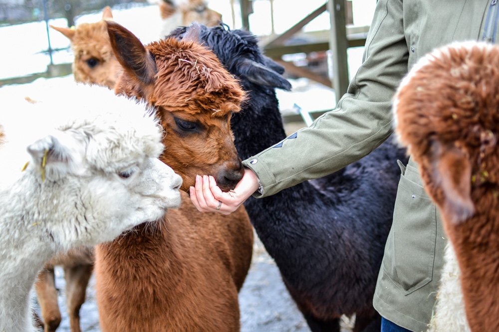 Karmiliśmy alpaki - w Kochłowicach! 16