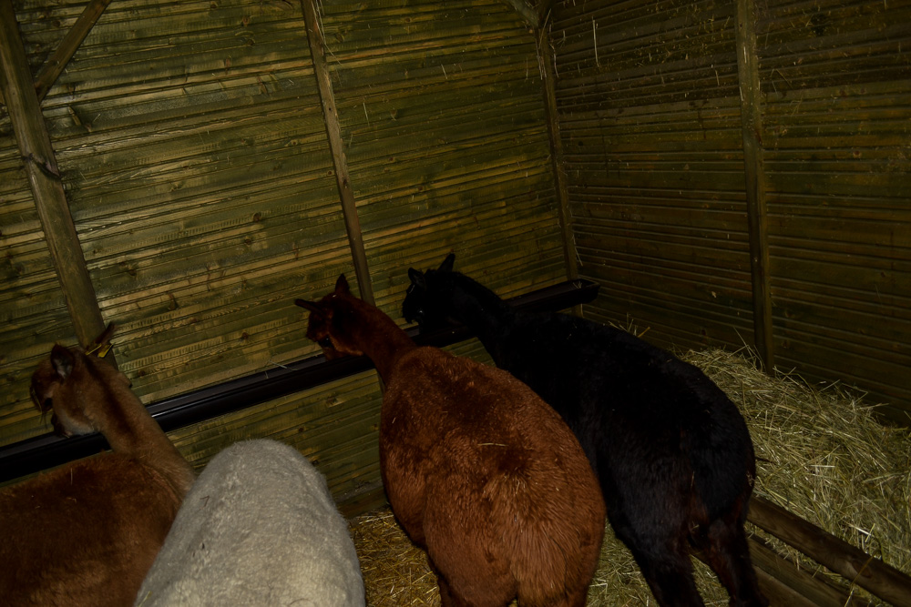 Karmiliśmy alpaki - w Kochłowicach! 39