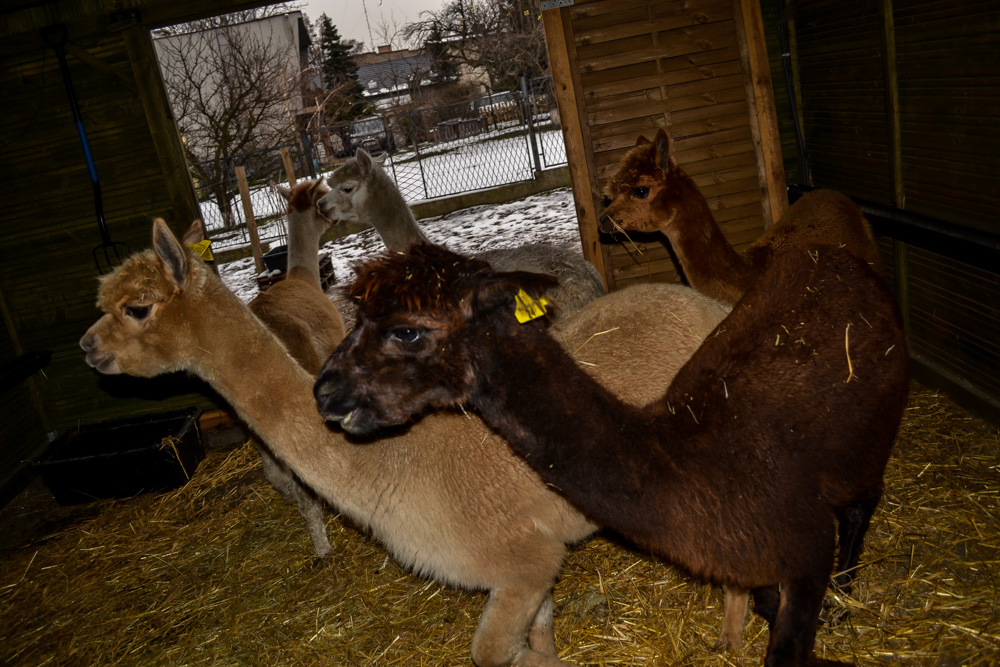 Karmiliśmy alpaki - w Kochłowicach! 40