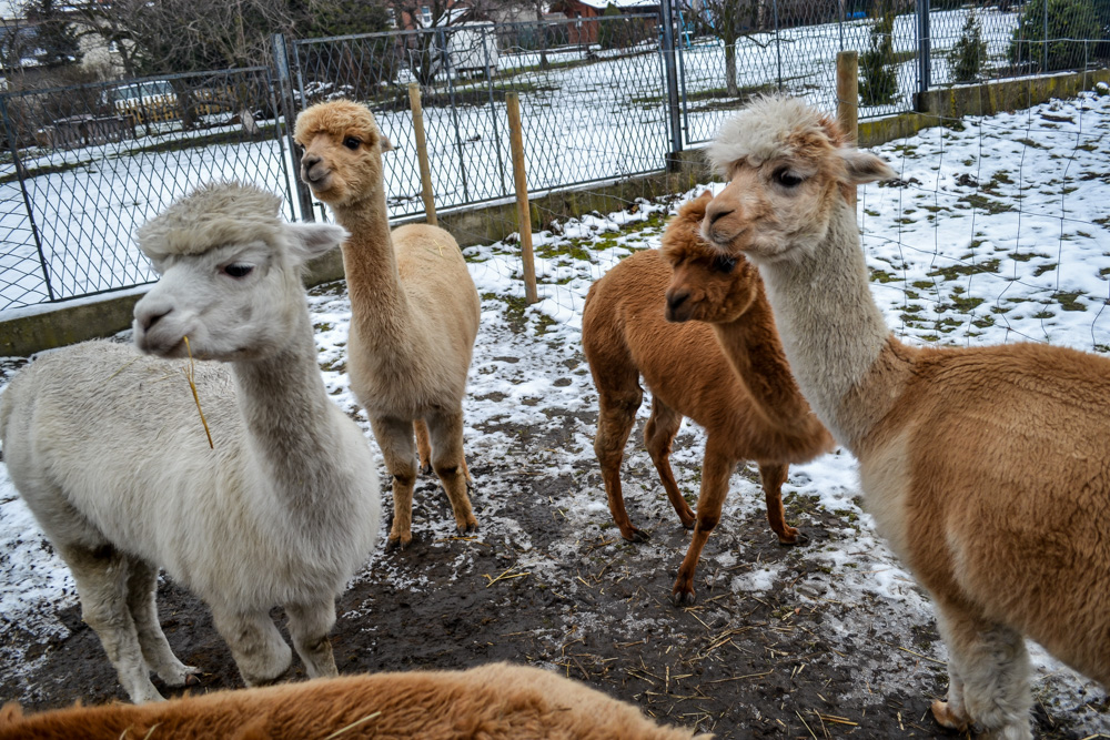 Karmiliśmy alpaki - w Kochłowicach! 41